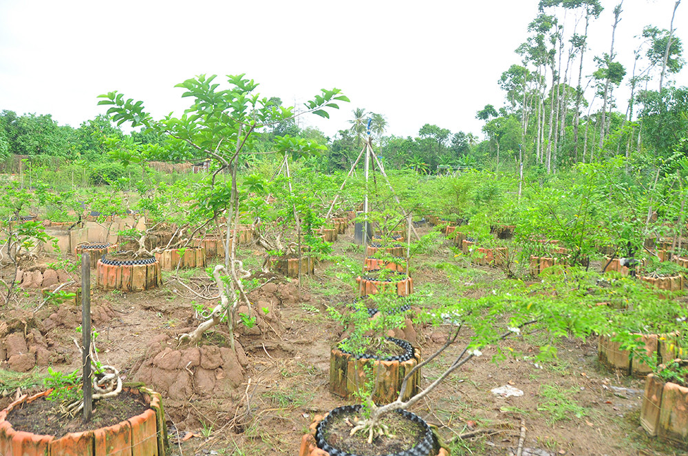 'Choáng ngợp' vườn bonsai 'khủng' ở Đồng Tháp ảnh 11