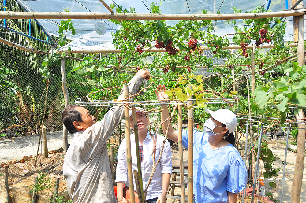 Vườn nho trĩu quả trên vùng đất phèn mặn thu hút khách du lịch ảnh 8
