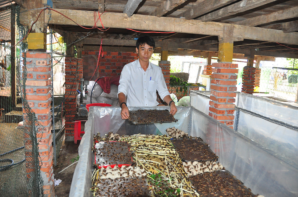 Cận cảnh trang trại dế của thủ lĩnh đoàn ở cù lao ảnh 7