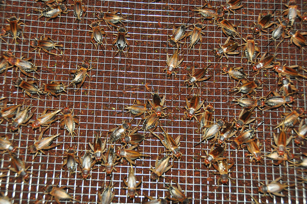 Cận cảnh trang trại dế của thủ lĩnh đoàn ở cù lao ảnh 11