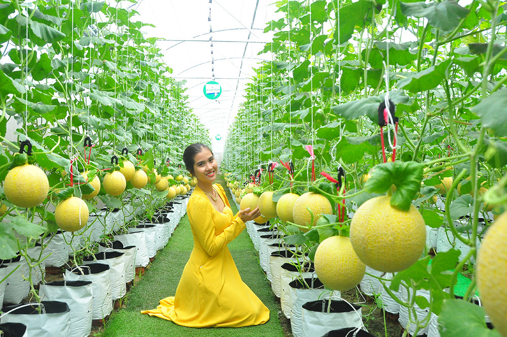 Vườn dưa lưới của chàng thạc sĩ nông nghiệp thu hút đông bạn trẻ check-in dịp Tết ảnh 1