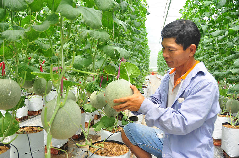 Mê mẩn vườn dưa lưới của nữ thạc sĩ 8X ở Vĩnh Long ảnh 10