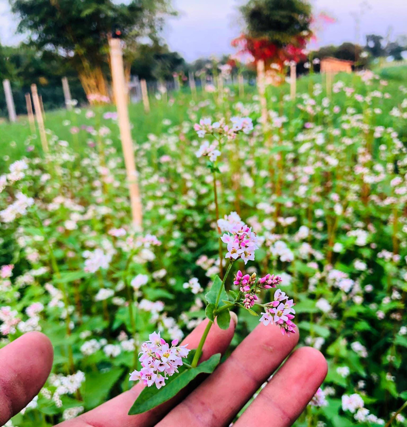  Vườn hoa thơ mộng đẹp 'hút hồn' bạn trẻ ở Cần Thơ ảnh 9