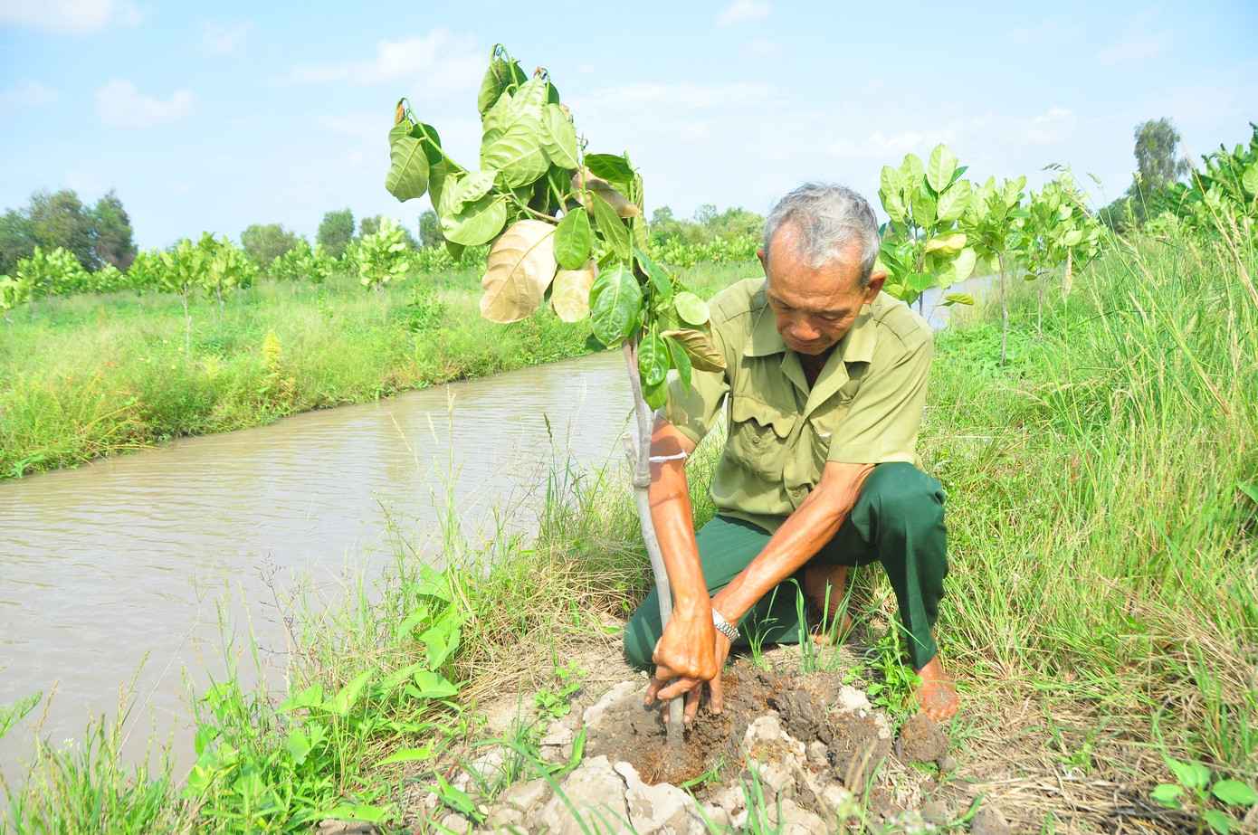 Khóc ròng vì kẻ xấu phá hoại hàng trăm cây mít xanh tốt ảnh 2