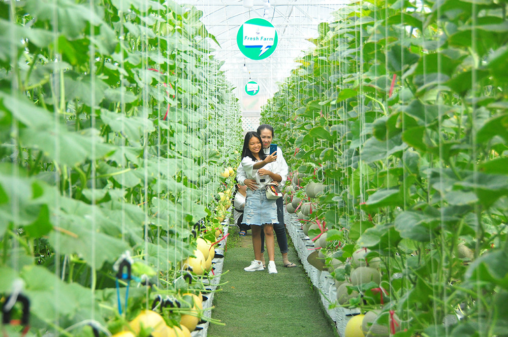 Vườn dưa lưới của chàng thạc sĩ nông nghiệp thu hút đông bạn trẻ check-in dịp Tết ảnh 9