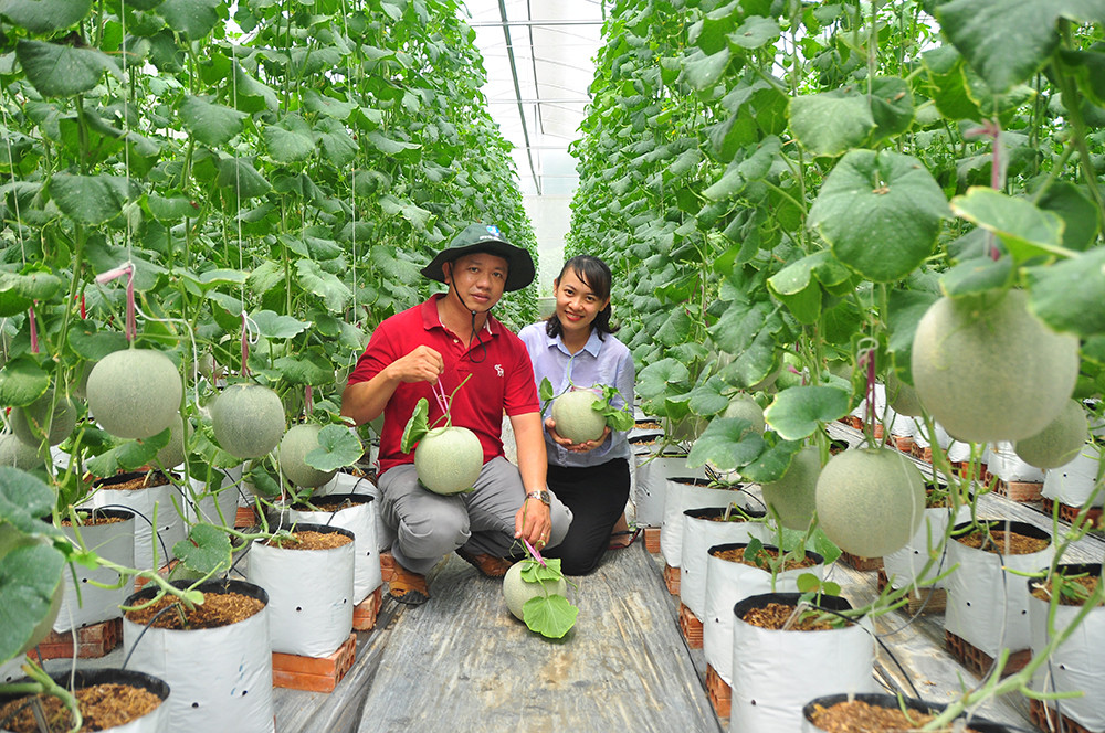 Mê mẩn vườn dưa lưới của nữ thạc sĩ 8X ở Vĩnh Long ảnh 13