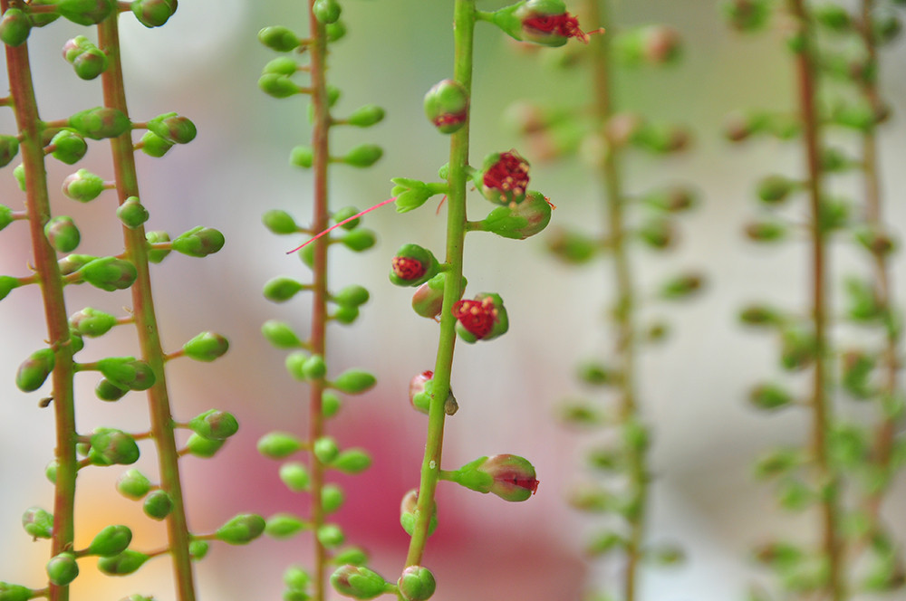 Lạ lùng cây lộc vừng 300 năm tuổi ở miền Tây lần đầu nở hoa đúng dịp Tết ảnh 4