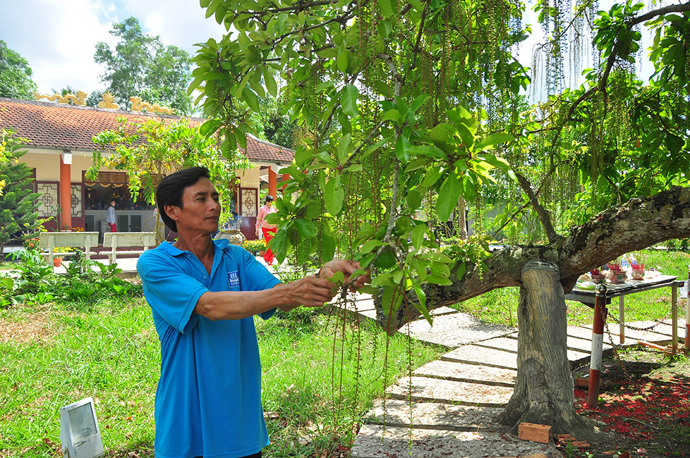 Lạ lùng cây lộc vừng 300 năm tuổi ở miền Tây lần đầu nở hoa đúng dịp Tết ảnh 13