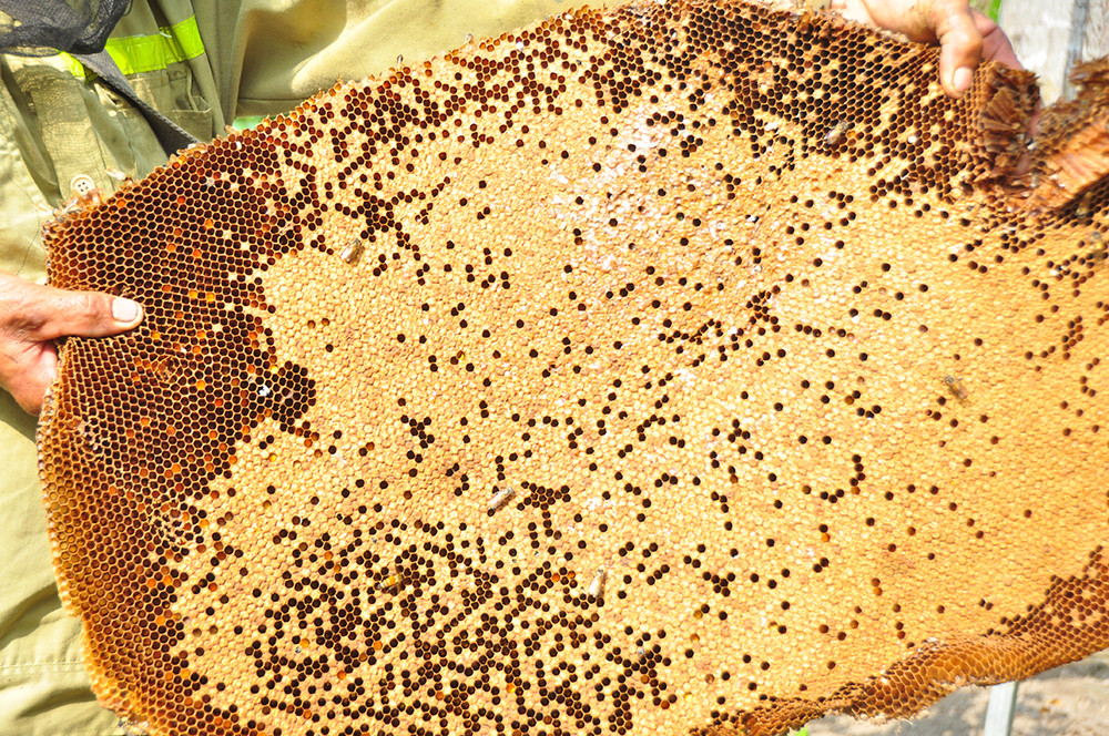 Ớn lạnh cảnh thợ trèo lên cây cao chót vót lấy mật ong ở miền Tây ảnh 11