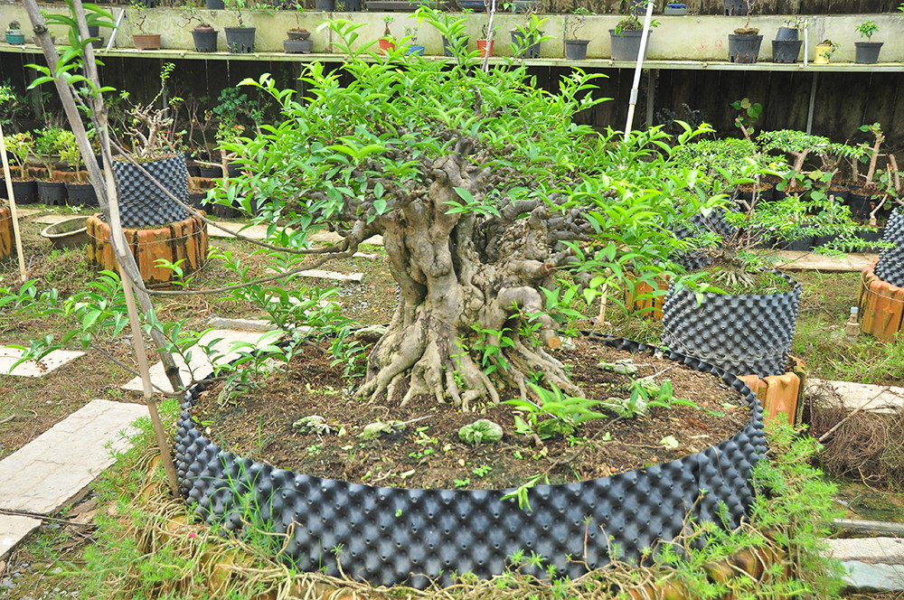'Choáng ngợp' vườn bonsai 'khủng' ở Đồng Tháp ảnh 2
