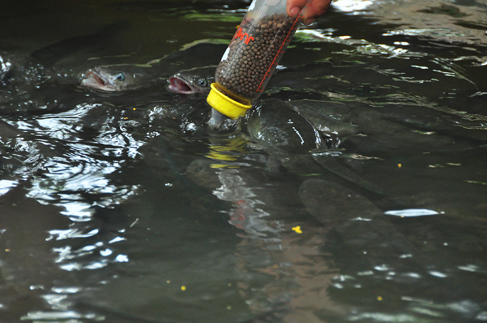 Độc đáo đàn cá lóc... bú bình sữa ở miền Tây ảnh 7