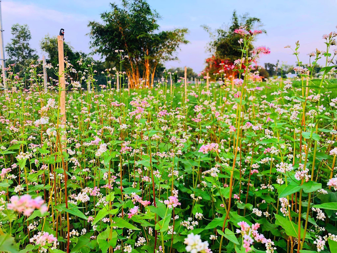  Vườn hoa thơ mộng đẹp 'hút hồn' bạn trẻ ở Cần Thơ ảnh 10