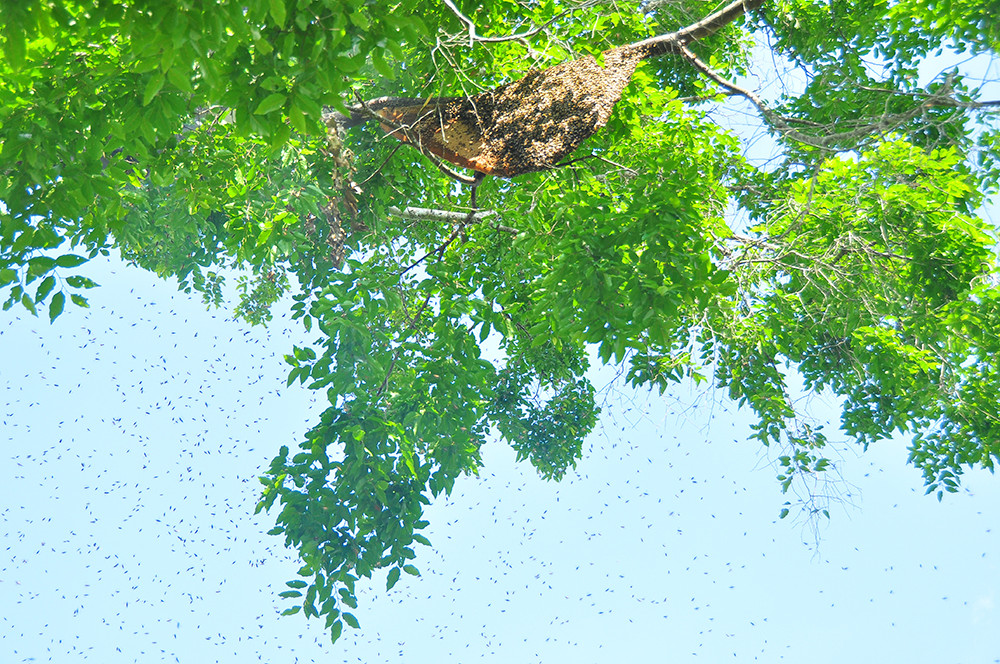 Ớn lạnh cảnh thợ trèo lên cây cao chót vót lấy mật ong ở miền Tây ảnh 5