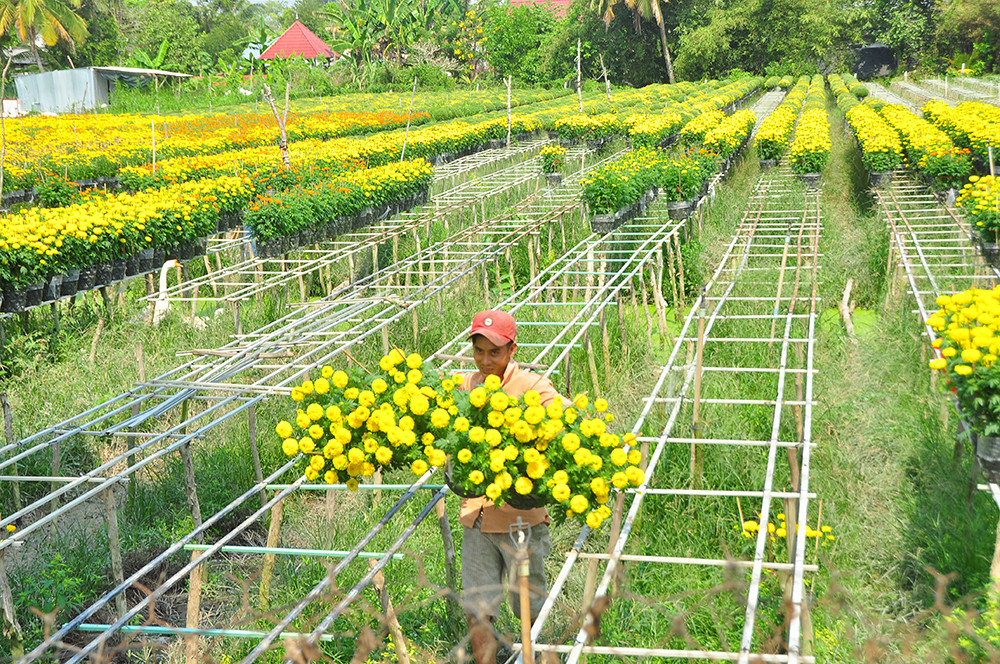 Hoa kiểng miền Tây khoe sắc rời quê lên phố ảnh 3