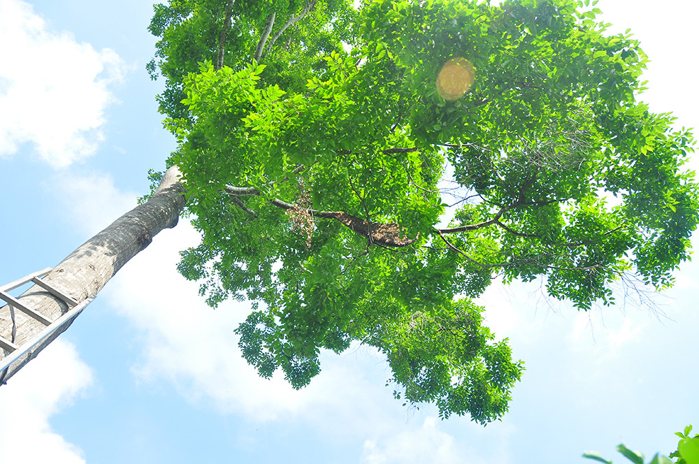 Ớn lạnh cảnh thợ trèo lên cây cao chót vót lấy mật ong ở miền Tây ảnh 1