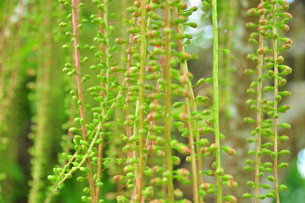 Lạ lùng cây lộc vừng 300 năm tuổi ở miền Tây lần đầu nở hoa đúng dịp Tết ảnh 5