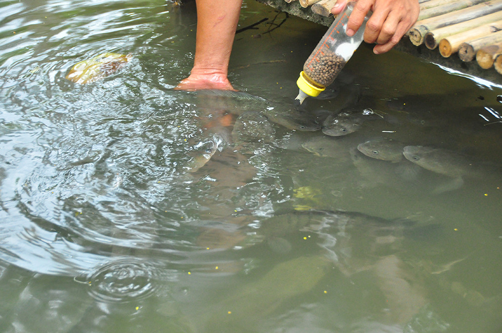 Độc đáo đàn cá lóc... bú bình sữa ở miền Tây ảnh 8