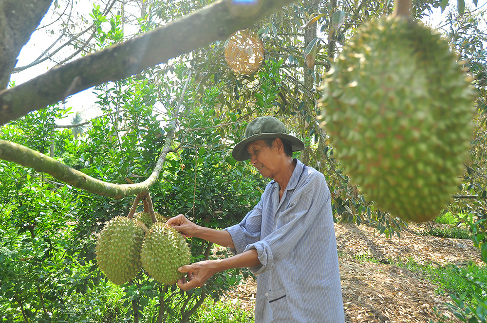 Nông dân đau đớn nhìn cây trái chết do hạn mặn lịch sử ảnh 8