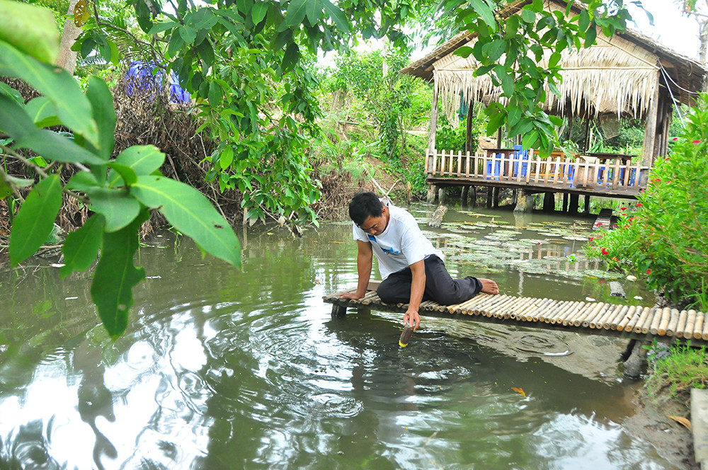Độc đáo đàn cá lóc... bú bình sữa ở miền Tây ảnh 3