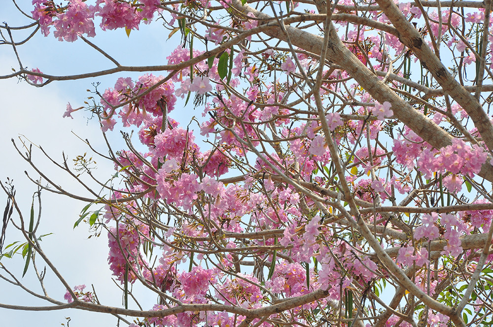 Con đường hoa kèn hồng ở miền Tây lung linh như phim Hàn thu hút giới trẻ ảnh 4