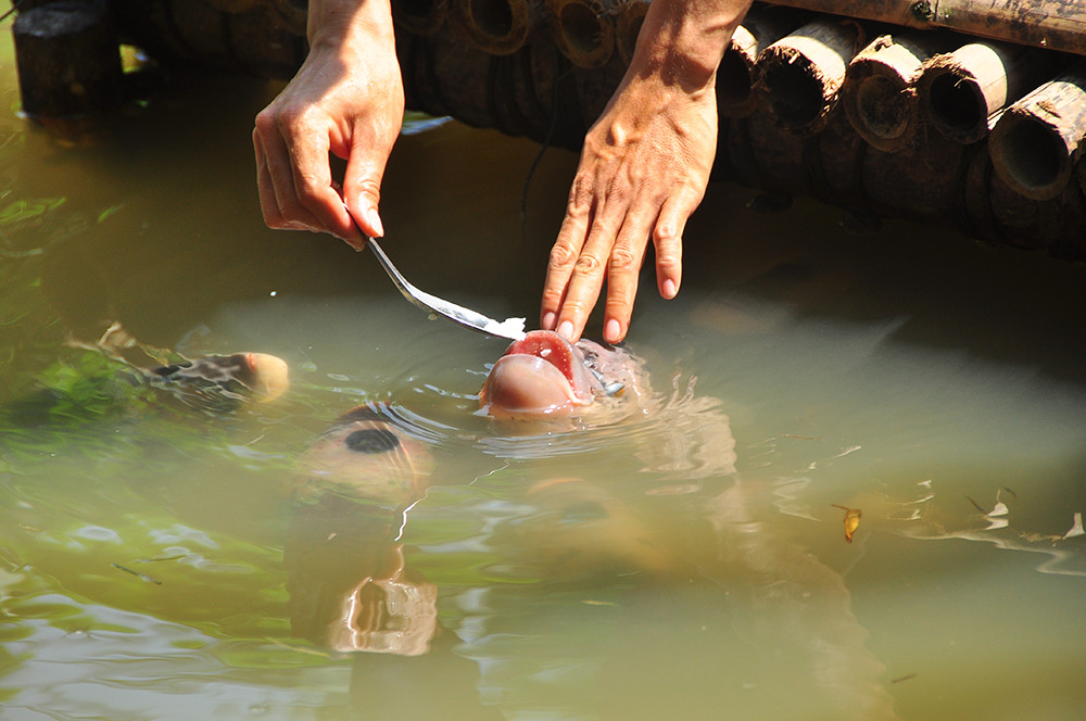Lạ lùng đàn cá tai tượng suốt 30 năm được đút cơm chay mỗi ngày ảnh 8