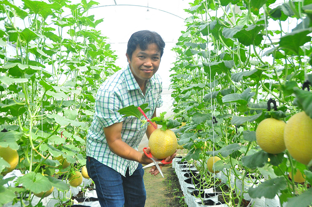Vườn dưa lưới của chàng thạc sĩ nông nghiệp thu hút đông bạn trẻ check-in dịp Tết ảnh 12