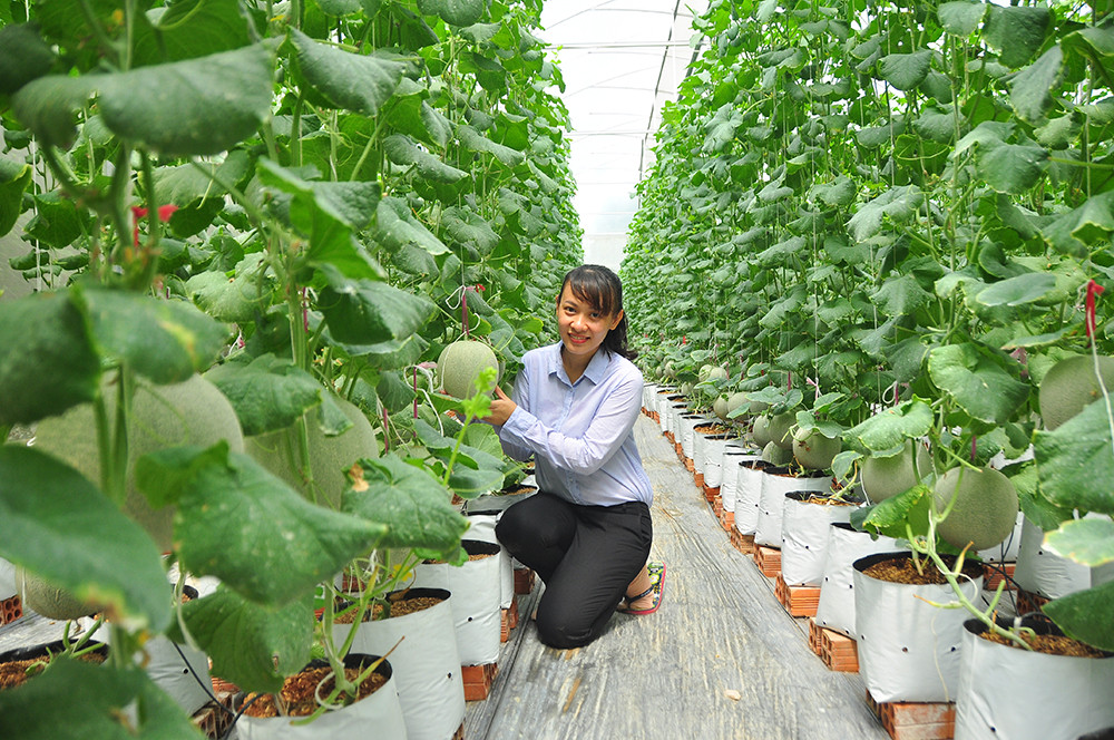 Mê mẩn vườn dưa lưới của nữ thạc sĩ 8X ở Vĩnh Long ảnh 6