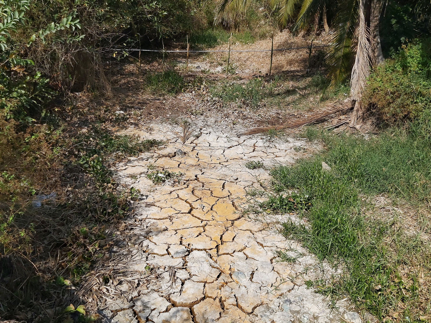 Người dân ngày đêm oằn mình với hạn mặn khốc liệt nhất lịch sử ảnh 16