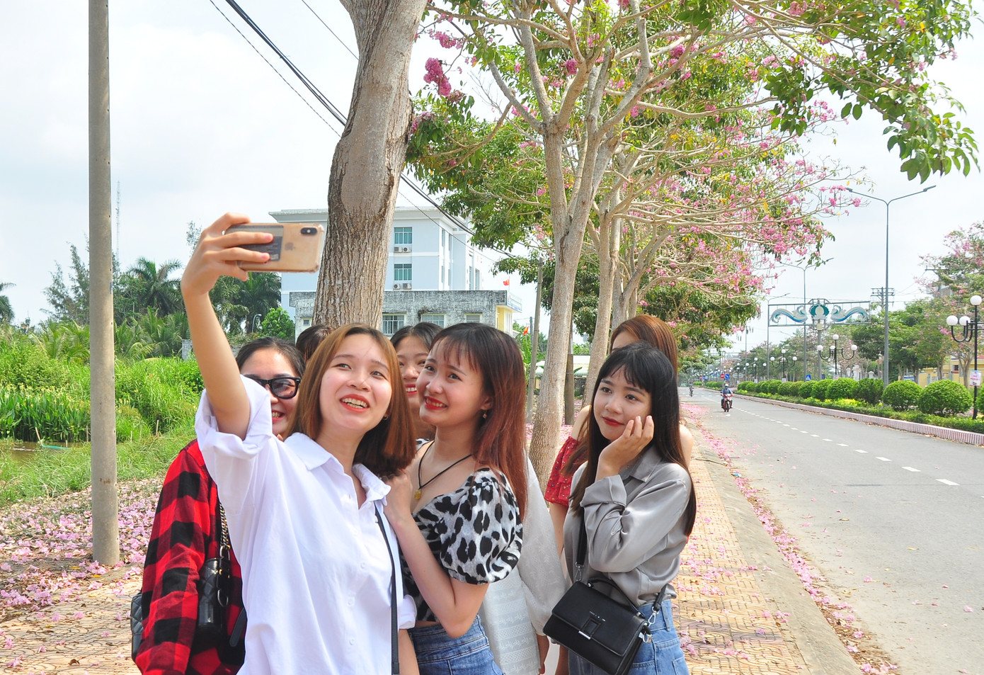 Con đường hoa kèn hồng ở miền Tây lung linh như phim Hàn thu hút giới trẻ ảnh 5