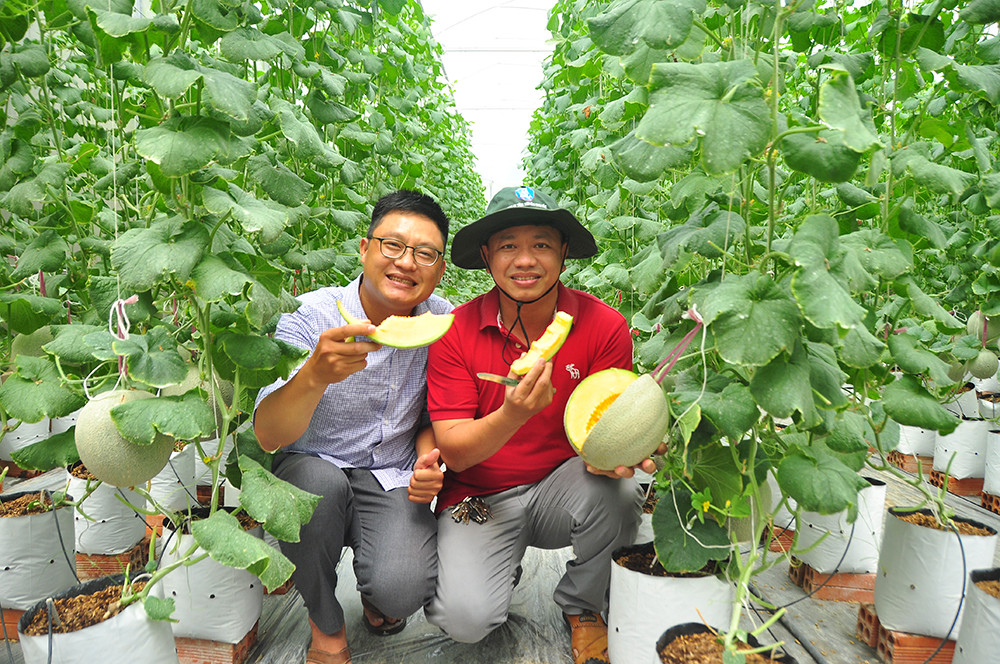 Mê mẩn vườn dưa lưới của nữ thạc sĩ 8X ở Vĩnh Long ảnh 4