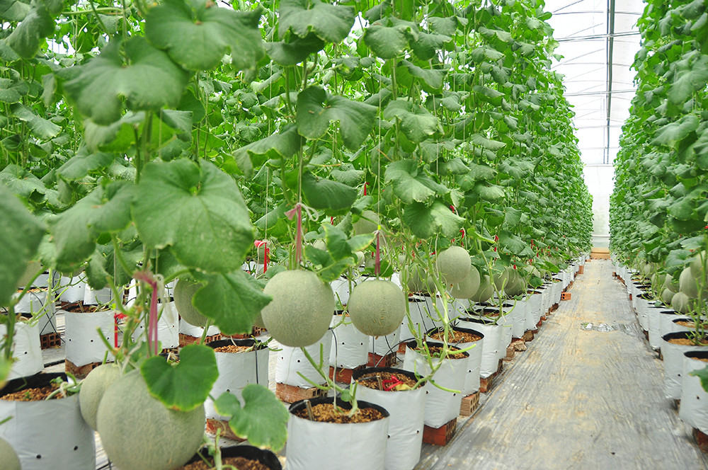 Mê mẩn vườn dưa lưới của nữ thạc sĩ 8X ở Vĩnh Long ảnh 8