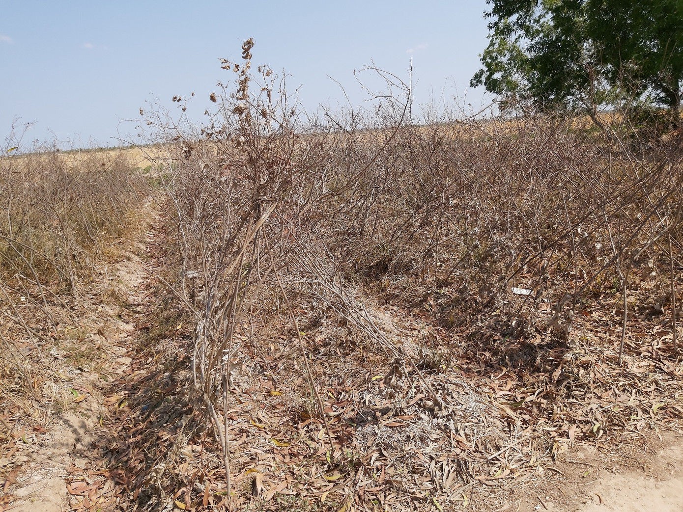 Người dân ngày đêm oằn mình với hạn mặn khốc liệt nhất lịch sử ảnh 9