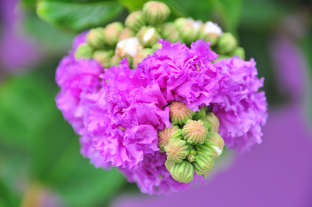 Căn nhà màu tím độc đáo ở Cần Thơ hút khách đến 'check-in' ảnh 15