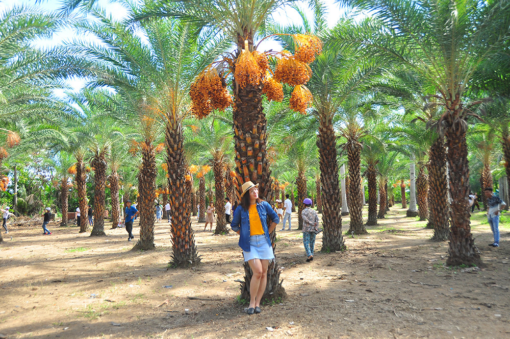 Giới trẻ thích thú vẻ đẹp vườn chà là sum suê trái ở miền Tây ảnh 3