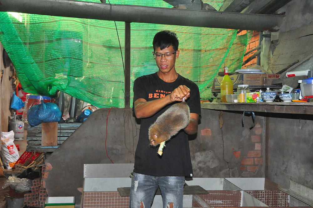 Cận cảnh trang trại nuôi dúi của chàng sinh viên An Giang ảnh 3