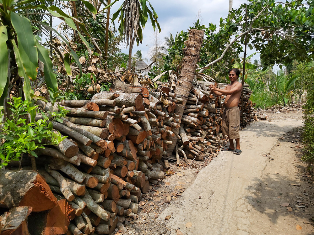 Nông dân đau đớn nhìn cây trái chết do hạn mặn lịch sử ảnh 11