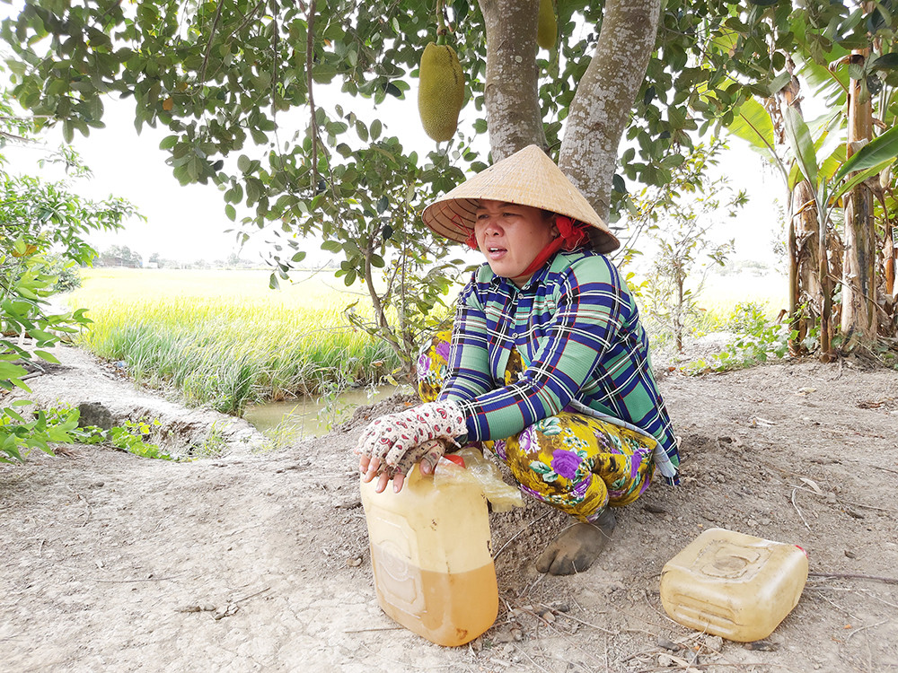 Bà Võ Thị Nguyên, cạnh ruộng ông Sơn cũng đang sốt ruột vì thiếu nước cứu lúa Đồng ruộng khô cằn Máy nằm trơ không hoạt động được Người dân gặt lúa cho bò ăn ở xã Bình Xuân, thị xã Gò Công, Tiền Giang Đối với tỉnh Bến Tre, xâm nhập mặn bao phủ toàn bộ phạm vi của địa phương, trong các kỳ triều cường, hầu như không có nguồn nước ngọt cung cấp cho sản xuất và dân sinh. Ông Cao Văn Trọng, Chủ tịch UBND tỉnh Bến Tre cho biết, hạn mặn năm nay diễn biến gay gắt và khốc liệt hơn năm 2015 - 2016. Đồng thời độ mặn trên các con sông ở mức rất cao, có lúc lên đến 30‰, nhanh và sớm hơn trung bình nhiều năm khoảng 2 tháng. Hiện nay, trên các tuyến sông nhánh, nội đồng, kể cả các đập tạm trữ nước đều bị nhiễm mặn ở toàn tỉnh. Chưa kể, nước từ các nhà máy cấp nước phục vụ dân cũng bị nhiễm mặn từ 5 - 7‰. Người dân Bến Tre chắt chiu từng giọt nước Theo chủ tịch UBND tỉnh Bến Tre, dù ngay từ giữa năm 2019 tỉnh đã triển khai nhiều giải pháp ứng phó như trữ nước ngọt phục vụ sinh hoạt và sản xuất, đưa công trình thủy lợi, đập tạm... vào vận hành nhưng vẫn không tránh khỏi thiệt hại. Đến nay toàn tỉnh có hơn 5.000 ha lúa bị thiệt hại trên 70%, khả năng mất trắng rất cao. Bên cạnh đó, nếu hạn mặn tiếp tục kéo dài và thiếu nước ngọt thì nguy cơ thiệt hại trên diện rộng là rất lớn, gồm: khoảng 20.000 ha cây ăn trái, 72.000 ha dừa và hơn 1.000 ha cây giống, hoa kiểng. Ngoài ra, đến nay khoảng 1.100 tấn nghêu đã chết và 722 ha tôm càng xanh bị ảnh hưởng do nắng nóng. Hạn mặn nứt nẻ đất ở Sóc Trăng Đất đai khô cằn, nứt nẻ Người dân gặp khó khăn về sản xuất nông nghiệp Hạn mặn khốc liệt nhất lịch sử đe dọa ĐBSCL ảnh 9