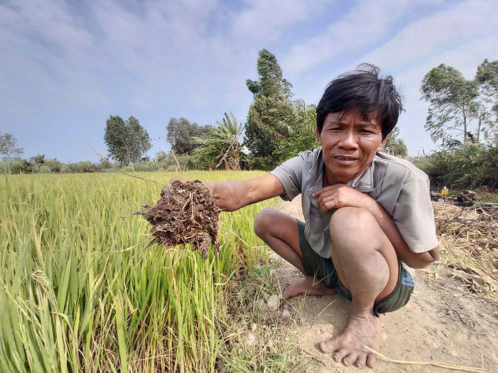 Ông ông Võ Văn Sơn, 56 tuổi ở ấp Thành Nhì, xã Bình Xuân (thị xã Gò Công, Tiền Giang) buồn bã cho biết, 0,6 ha lúa của ông đang thiếu nước và có nguy cơ thiệt hại nặng Ông Sơn cố gắng vét từng giọt nước để bơm cứu lúa Bà Võ Thị Nguyên, cạnh ruộng ông Sơn cũng đang sốt ruột vì thiếu nước cứu lúa Đồng ruộng khô cằn Máy nằm trơ không hoạt động được Người dân gặt lúa cho bò ăn ở xã Bình Xuân, thị xã Gò Công, Tiền Giang Đối với tỉnh Bến Tre, xâm nhập mặn bao phủ toàn bộ phạm vi của địa phương, trong các kỳ triều cường, hầu như không có nguồn nước ngọt cung cấp cho sản xuất và dân sinh. Ông Cao Văn Trọng, Chủ tịch UBND tỉnh Bến Tre cho biết, hạn mặn năm nay diễn biến gay gắt và khốc liệt hơn năm 2015 - 2016. Đồng thời độ mặn trên các con sông ở mức rất cao, có lúc lên đến 30‰, nhanh và sớm hơn trung bình nhiều năm khoảng 2 tháng. Hiện nay, trên các tuyến sông nhánh, nội đồng, kể cả các đập tạm trữ nước đều bị nhiễm mặn ở toàn tỉnh. Chưa kể, nước từ các nhà máy cấp nước phục vụ dân cũng bị nhiễm mặn từ 5 - 7‰. Người dân Bến Tre chắt chiu từng giọt nước Theo chủ tịch UBND tỉnh Bến Tre, dù ngay từ giữa năm 2019 tỉnh đã triển khai nhiều giải pháp ứng phó như trữ nước ngọt phục vụ sinh hoạt và sản xuất, đưa công trình thủy lợi, đập tạm... vào vận hành nhưng vẫn không tránh khỏi thiệt hại. Đến nay toàn tỉnh có hơn 5.000 ha lúa bị thiệt hại trên 70%, khả năng mất trắng rất cao. Bên cạnh đó, nếu hạn mặn tiếp tục kéo dài và thiếu nước ngọt thì nguy cơ thiệt hại trên diện rộng là rất lớn, gồm: khoảng 20.000 ha cây ăn trái, 72.000 ha dừa và hơn 1.000 ha cây giống, hoa kiểng. Ngoài ra, đến nay khoảng 1.100 tấn nghêu đã chết và 722 ha tôm càng xanh bị ảnh hưởng do nắng nóng. Hạn mặn nứt nẻ đất ở Sóc Trăng Đất đai khô cằn, nứt nẻ Người dân gặp khó khăn về sản xuất nông nghiệp Hạn mặn khốc liệt nhất lịch sử đe dọa ĐBSCL ảnh 7