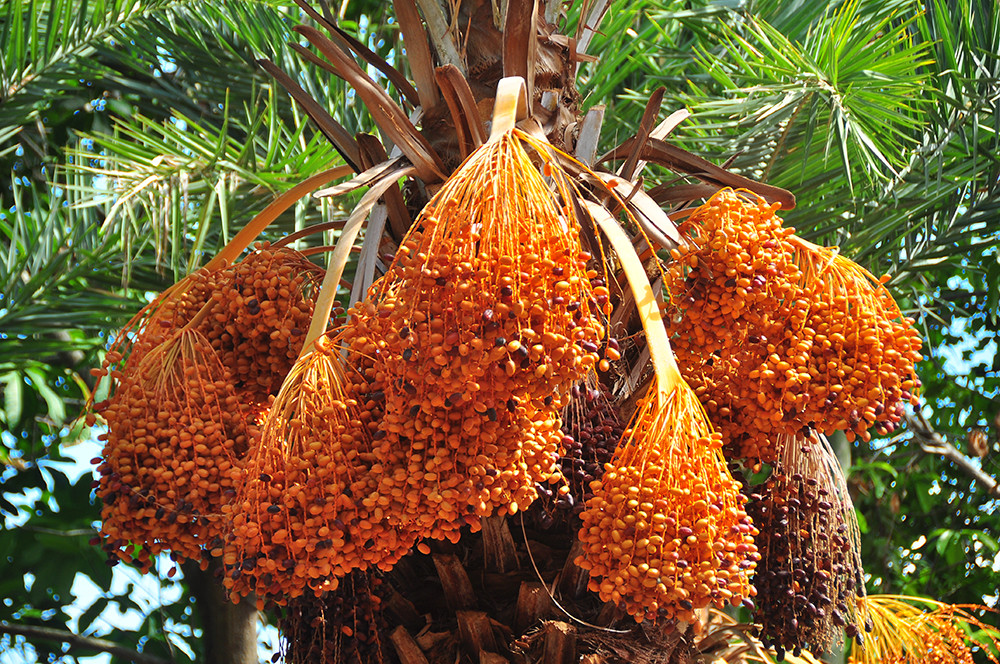 Giới trẻ thích thú vẻ đẹp vườn chà là sum suê trái ở miền Tây ảnh 7