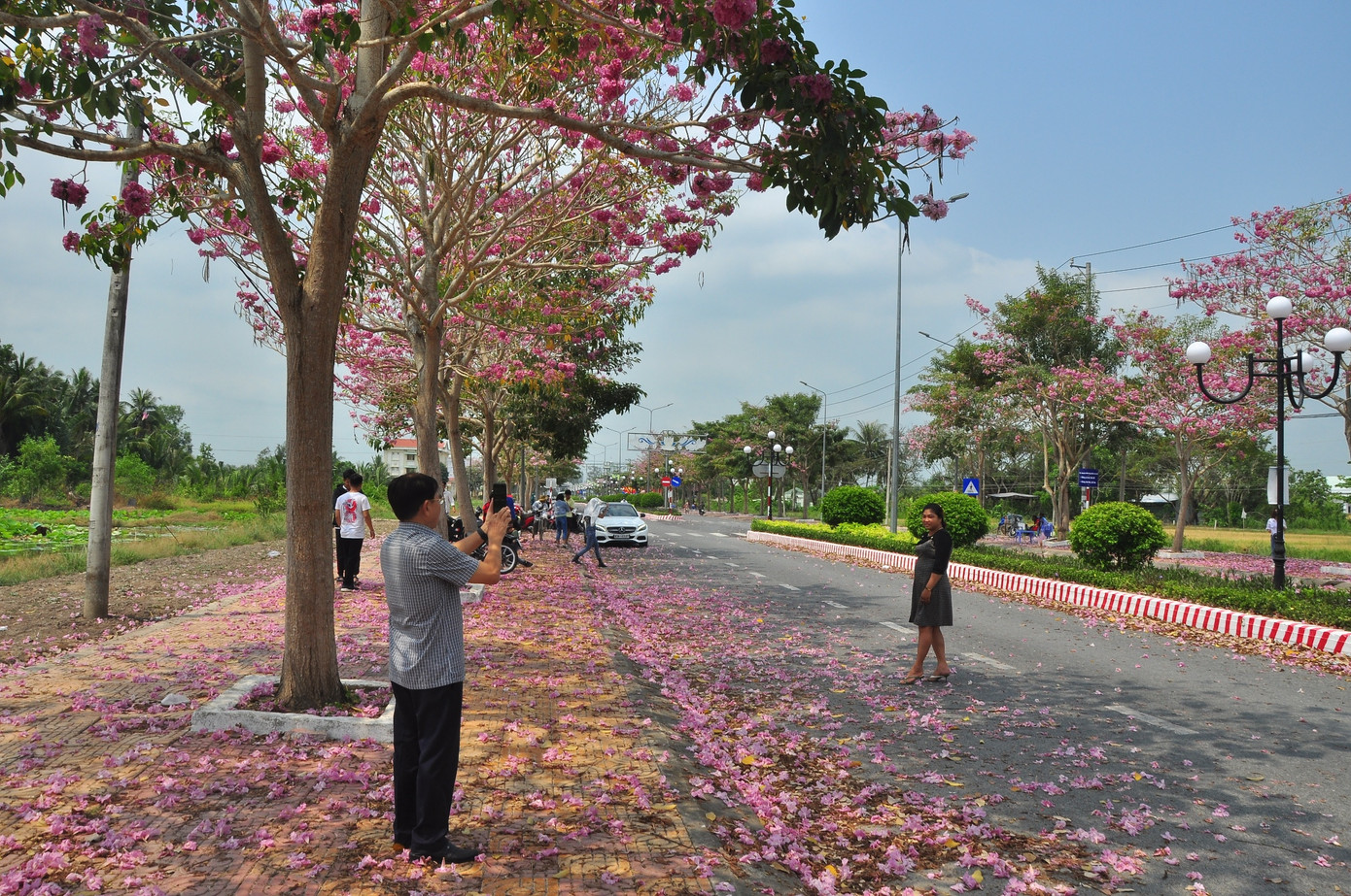 Con đường hoa kèn hồng ở miền Tây lung linh như phim Hàn thu hút giới trẻ ảnh 16