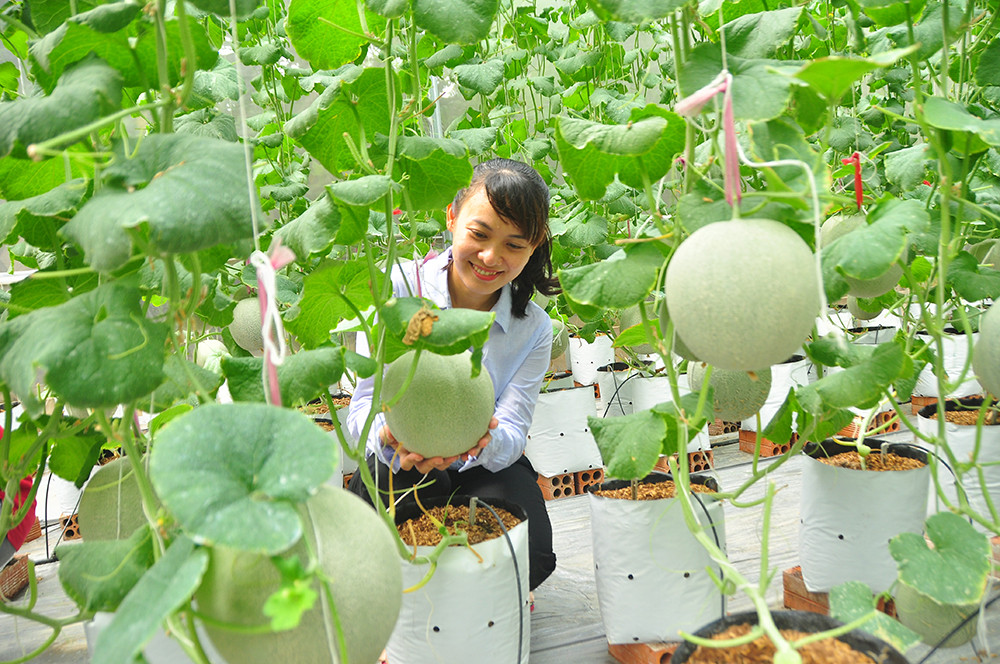 Mê mẩn vườn dưa lưới của nữ thạc sĩ 8X ở Vĩnh Long ảnh 5