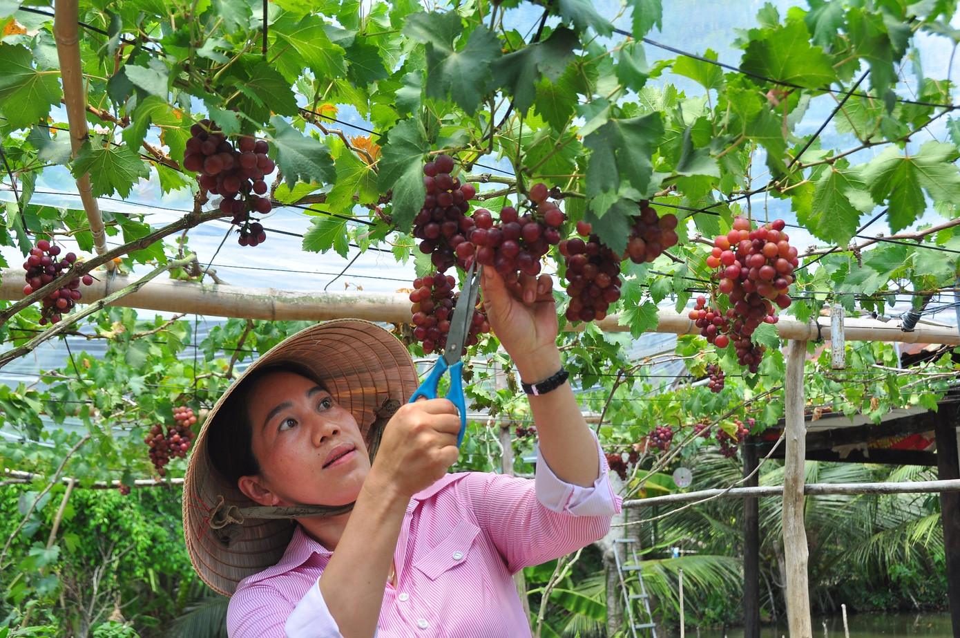 Vườn nho trĩu quả trên vùng đất phèn mặn thu hút khách du lịch ảnh 15