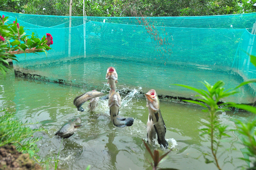 Độc đáo đàn cá lóc... bú bình sữa ở miền Tây ảnh 11