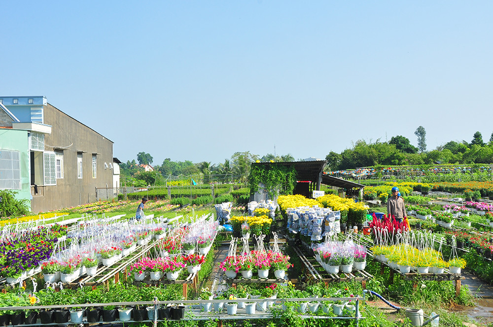 Hoa kiểng miền Tây khoe sắc rời quê lên phố ảnh 12