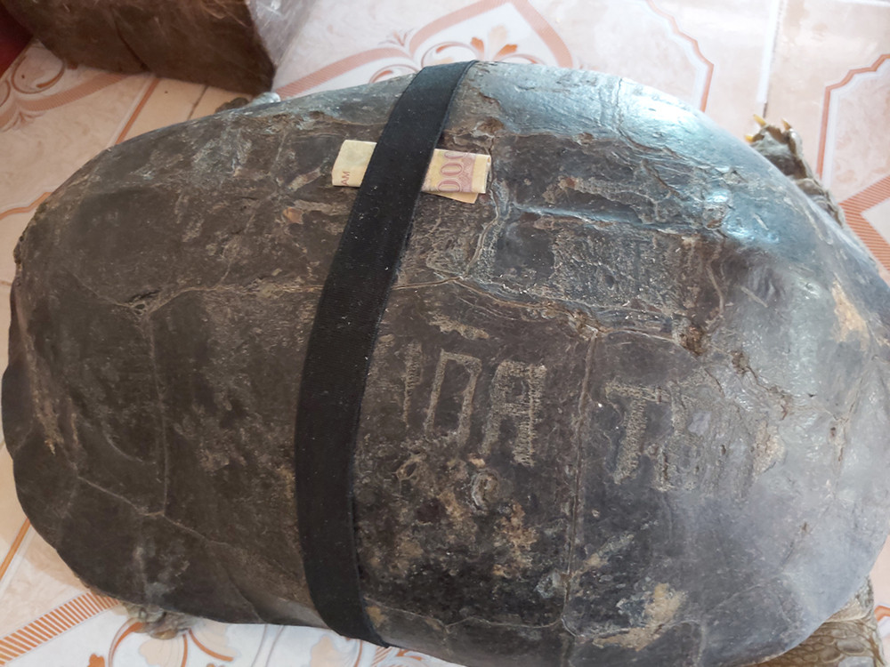 'Kỳ lạ' cụ rùa hơn trăm tuổi ở miền Tây biết... nghe kinh, ăn chay và giữ cửa ảnh 11