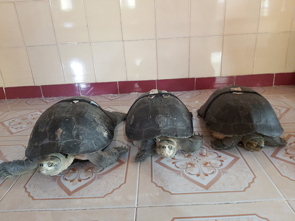 'Kỳ lạ' cụ rùa hơn trăm tuổi ở miền Tây biết... nghe kinh, ăn chay và giữ cửa ảnh 7