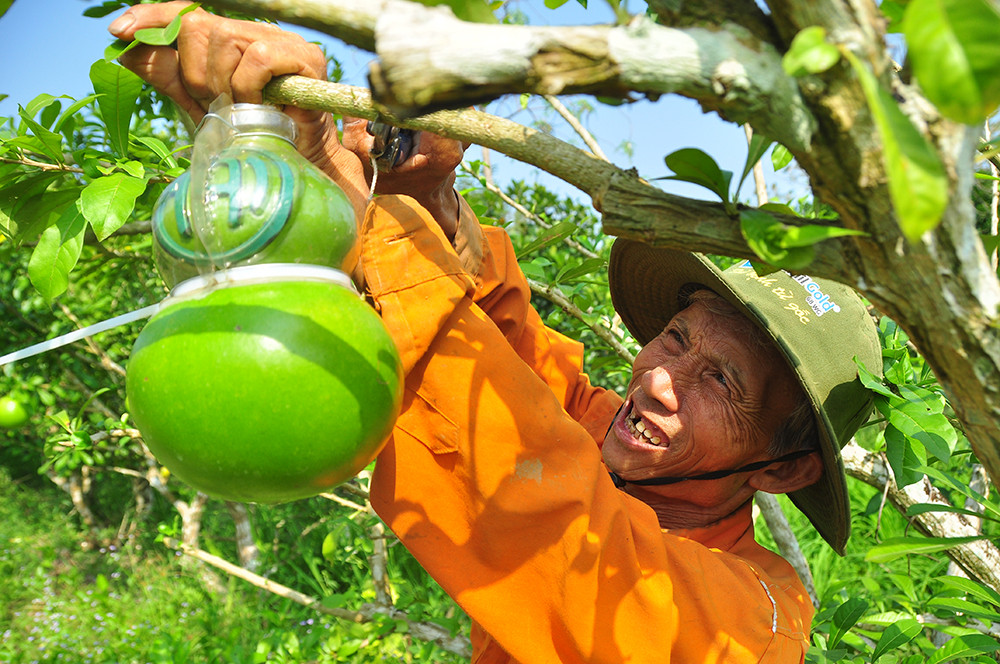 Mê mẩn với vườn đào tiên thư pháp của lão nông miền Tây ảnh 2