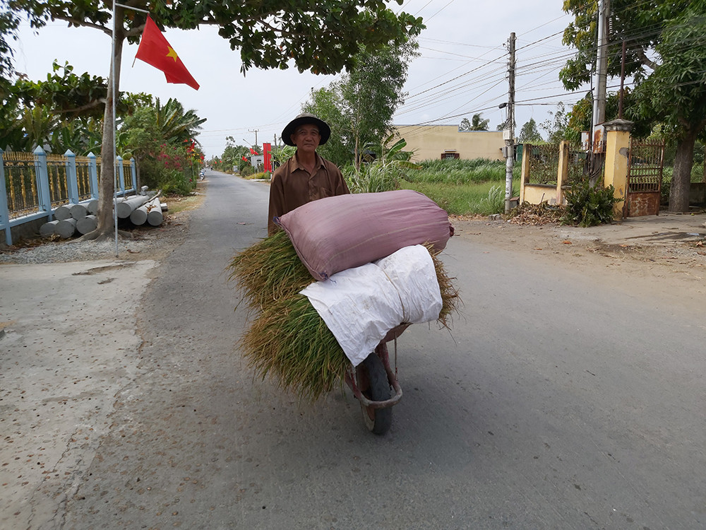 Người dân gặt lúa cho bò ăn ở xã Bình Xuân, thị xã Gò Công, Tiền Giang Đối với tỉnh Bến Tre, xâm nhập mặn bao phủ toàn bộ phạm vi của địa phương, trong các kỳ triều cường, hầu như không có nguồn nước ngọt cung cấp cho sản xuất và dân sinh. Ông Cao Văn Trọng, Chủ tịch UBND tỉnh Bến Tre cho biết, hạn mặn năm nay diễn biến gay gắt và khốc liệt hơn năm 2015 - 2016. Đồng thời độ mặn trên các con sông ở mức rất cao, có lúc lên đến 30‰, nhanh và sớm hơn trung bình nhiều năm khoảng 2 tháng. Hiện nay, trên các tuyến sông nhánh, nội đồng, kể cả các đập tạm trữ nước đều bị nhiễm mặn ở toàn tỉnh. Chưa kể, nước từ các nhà máy cấp nước phục vụ dân cũng bị nhiễm mặn từ 5 - 7‰. Người dân Bến Tre chắt chiu từng giọt nước Theo chủ tịch UBND tỉnh Bến Tre, dù ngay từ giữa năm 2019 tỉnh đã triển khai nhiều giải pháp ứng phó như trữ nước ngọt phục vụ sinh hoạt và sản xuất, đưa công trình thủy lợi, đập tạm... vào vận hành nhưng vẫn không tránh khỏi thiệt hại. Đến nay toàn tỉnh có hơn 5.000 ha lúa bị thiệt hại trên 70%, khả năng mất trắng rất cao. Bên cạnh đó, nếu hạn mặn tiếp tục kéo dài và thiếu nước ngọt thì nguy cơ thiệt hại trên diện rộng là rất lớn, gồm: khoảng 20.000 ha cây ăn trái, 72.000 ha dừa và hơn 1.000 ha cây giống, hoa kiểng. Ngoài ra, đến nay khoảng 1.100 tấn nghêu đã chết và 722 ha tôm càng xanh bị ảnh hưởng do nắng nóng. Hạn mặn nứt nẻ đất ở Sóc Trăng Đất đai khô cằn, nứt nẻ Người dân gặp khó khăn về sản xuất nông nghiệp Hạn mặn khốc liệt nhất lịch sử đe dọa ĐBSCL ảnh 13