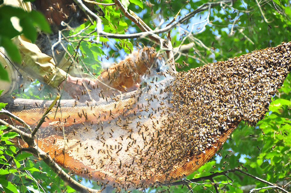 Ớn lạnh cảnh thợ trèo lên cây cao chót vót lấy mật ong ở miền Tây ảnh 4