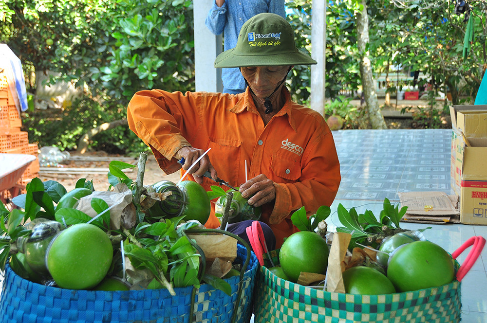 Mê mẩn với vườn đào tiên thư pháp của lão nông miền Tây ảnh 11